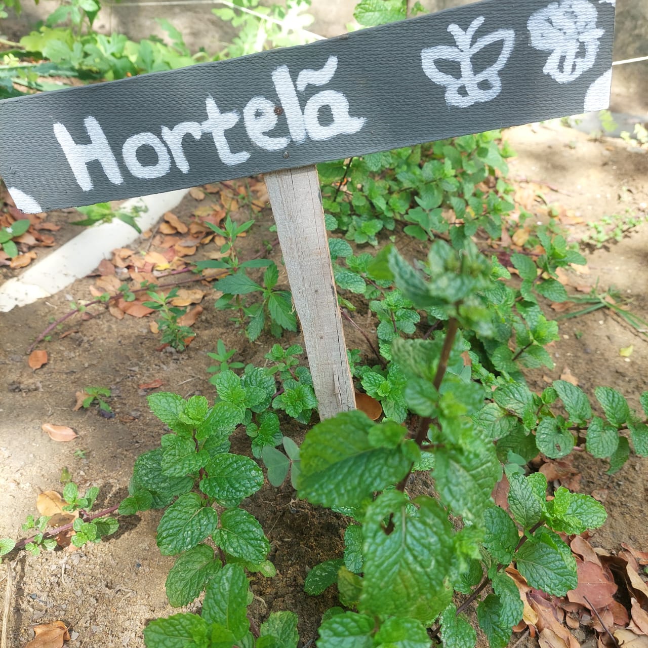 horta 03